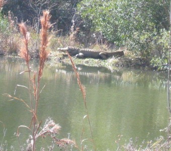 Large gator suns on the bank