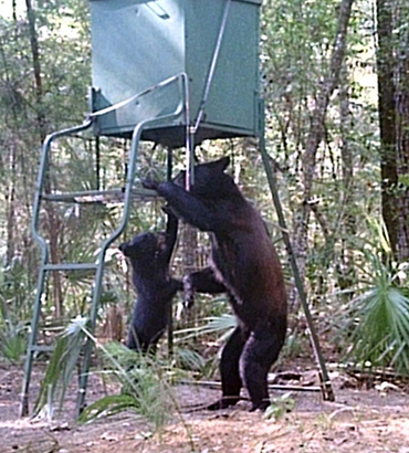Bear with cub near stand