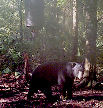 Bear in Tiger Island