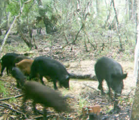 Hogs in a wallow